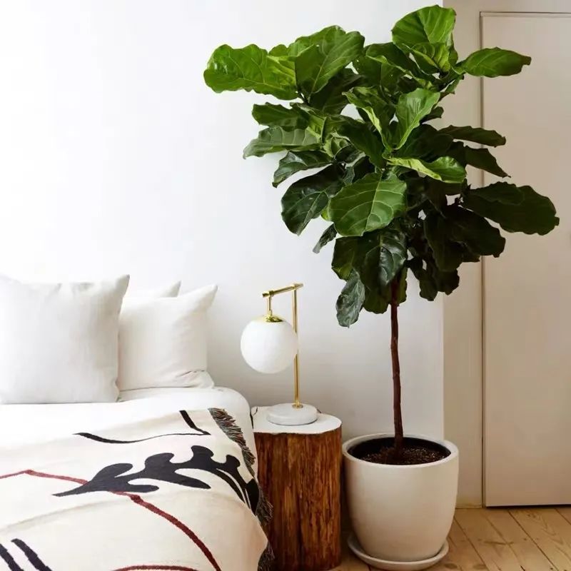 家养五种植物,家养绿叶花卉大全