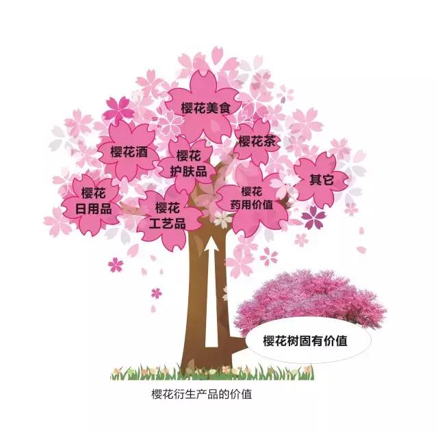 一棵樱桃树净赚多少钱,一棵樱桃树的收益