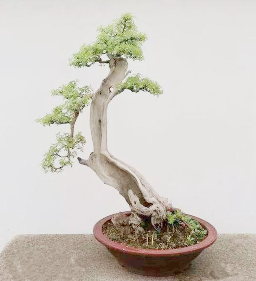 农村山上制作盆景的老树桩,农村盆景原材料