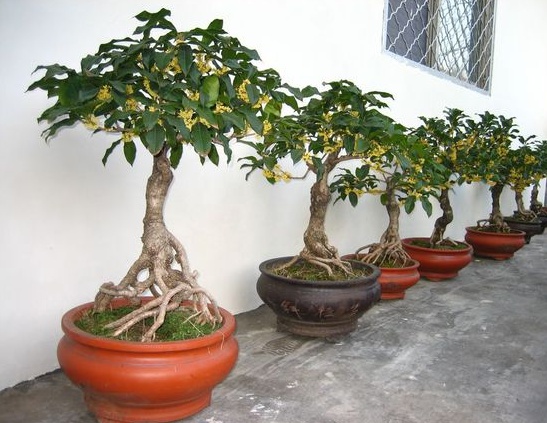 金满堂桂花盆栽养护,流苏嫁接桂花盆栽养护