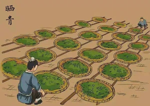 普洱生茶与熟茶哪个更适合入门,关于普洱茶生茶和熟茶的区别知识