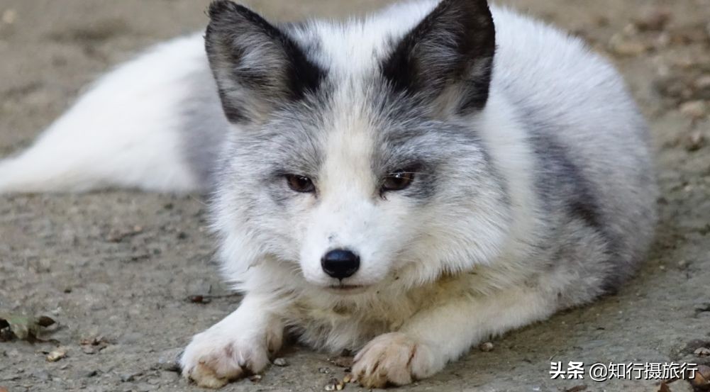 日本“神兽”不只有奈良鹿，日本网红动物主题旅行攻略