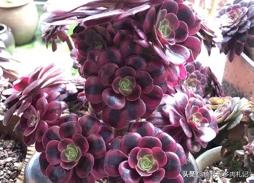 多肉法师颜色差没亮度怎么办,多肉法师怎么养容易出状态