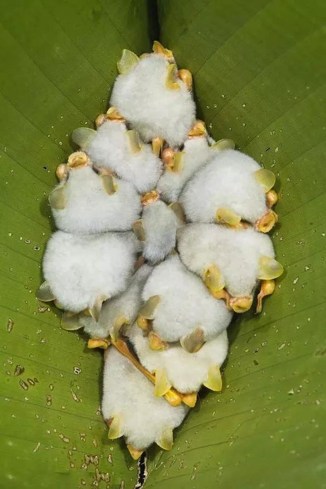 疯狂的蝙蝠什么意思,疯狂的蝙蝠卡组