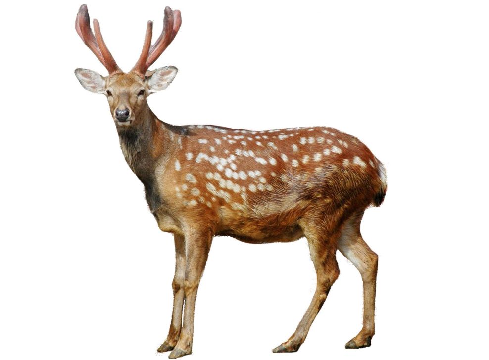 补肾精的中草药鹿茸,鹿茸是补肾虚的最佳中药吗