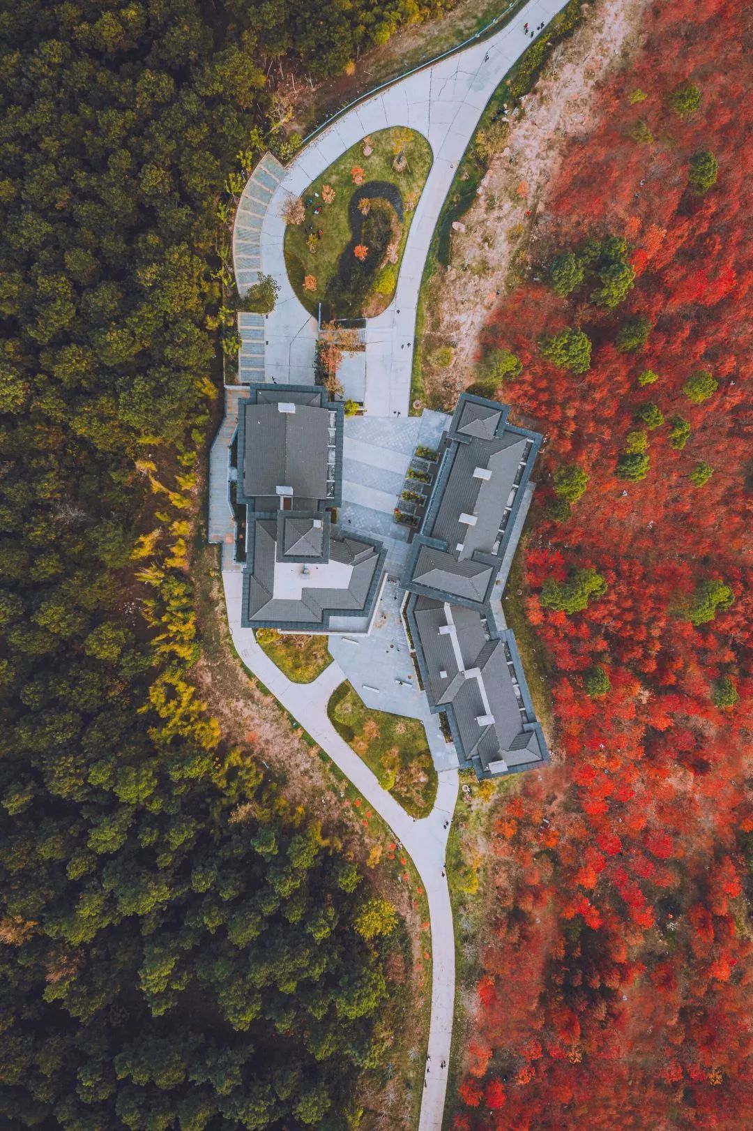 不输武大樱花，文华学院美“枫”了