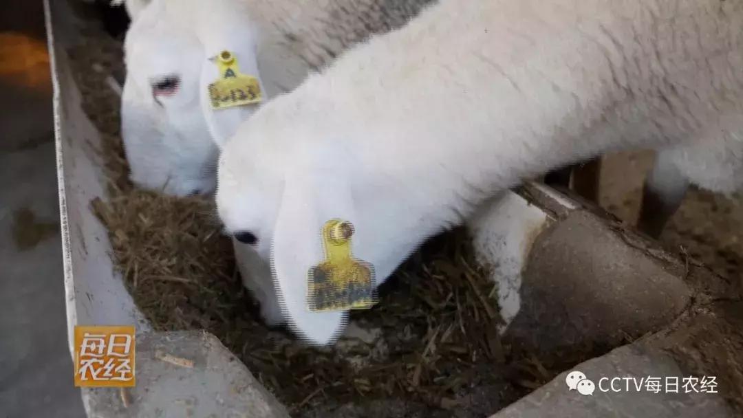 吃得了杜仲，卖的出价钱的羊