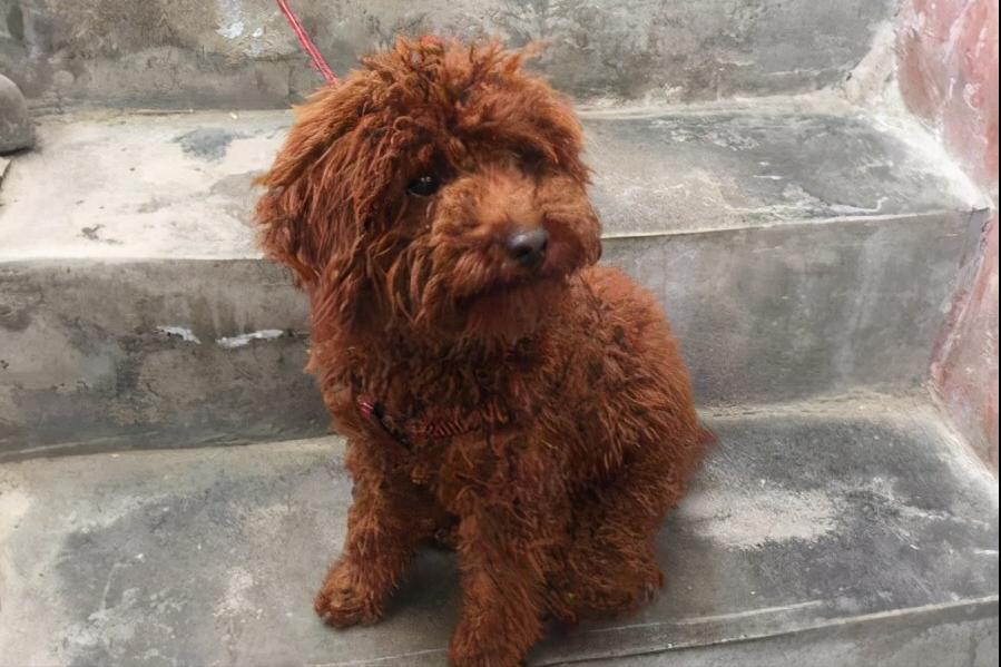 不想养泰迪狗了怎么处理,不想养的狗狗怎样处理