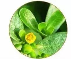 香蒲丽黄金水光面膜如何使用,香蒲丽螺旋藻水光面膜