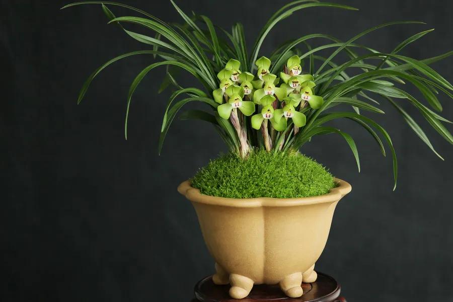 适合家养的兰花多少钱,适合家养的兰花品种图片