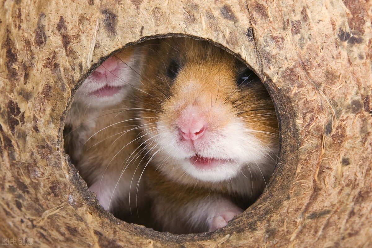 仓鼠应激反应会自愈吗视频,养宠经验分享