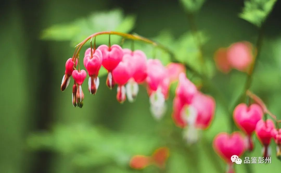 牡丹花开惹人醉鸟语花香,牡丹花开国色天香惹人醉