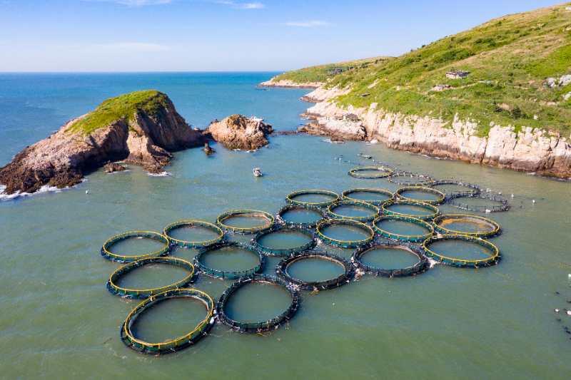 宴遇东极大黄鱼,宴遇东极大黄鱼带给你海的味道