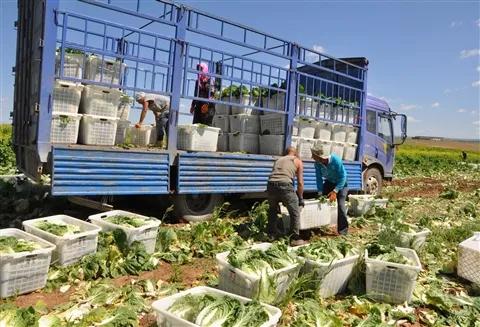 韩国人受欺凌事件,吐槽韩国人泡菜事件