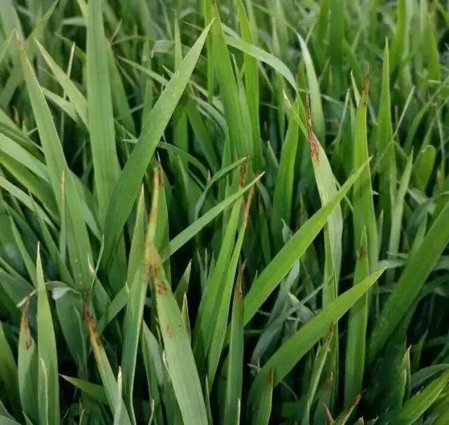 水稻秧苗红叶怎么办,水稻出现烂心红叶是什么原因