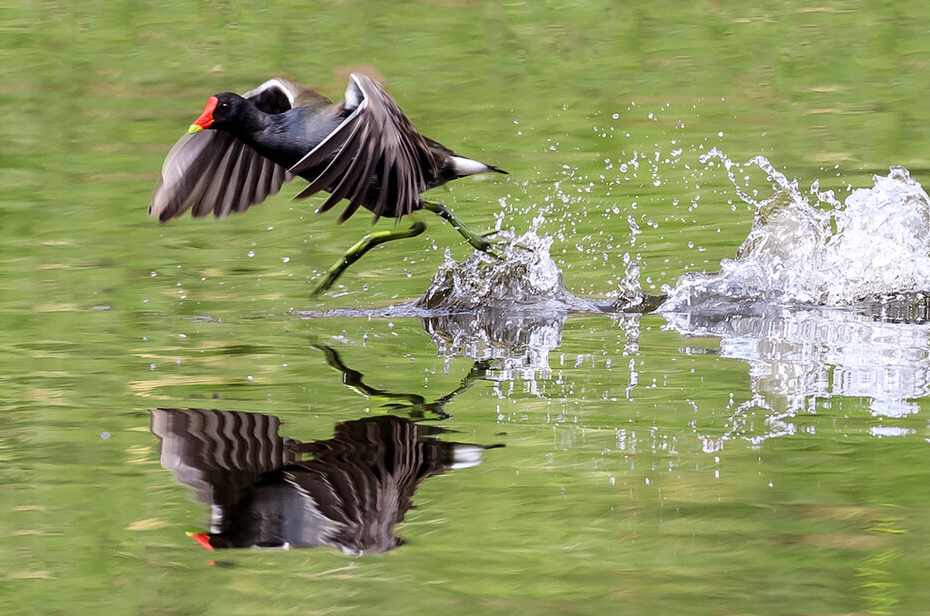 东江揽胜,惠州淡水常见鸟类图谱