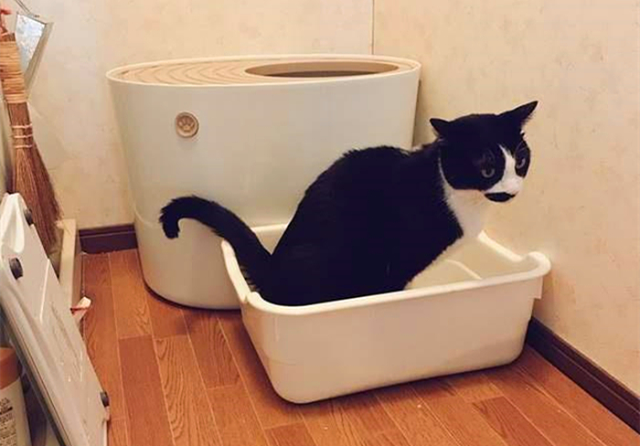 明明驱虫了但为什么还有蜱虫,猫咪得了毛滴虫主人要怎么防