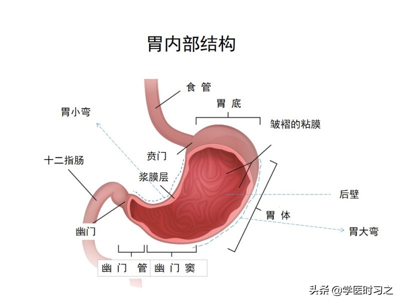 食物变成大便是什么过程,食物变成大便所需要的时间
