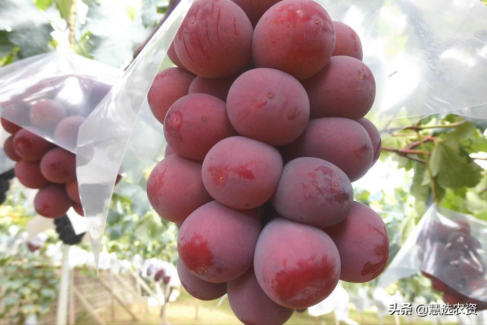 果实转色期要怎么办,果实转色期你用对了吗