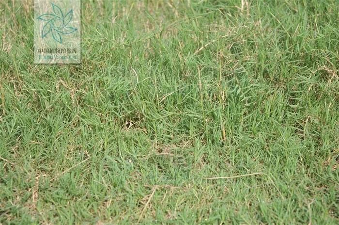 一日一草和白芷,一日一草的作用