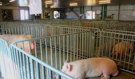 养猪育肥注意事项,养猪存在问题与对策建议