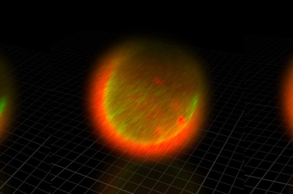 人类首次拍到卵细胞,精子和卵子结合为什么闪光