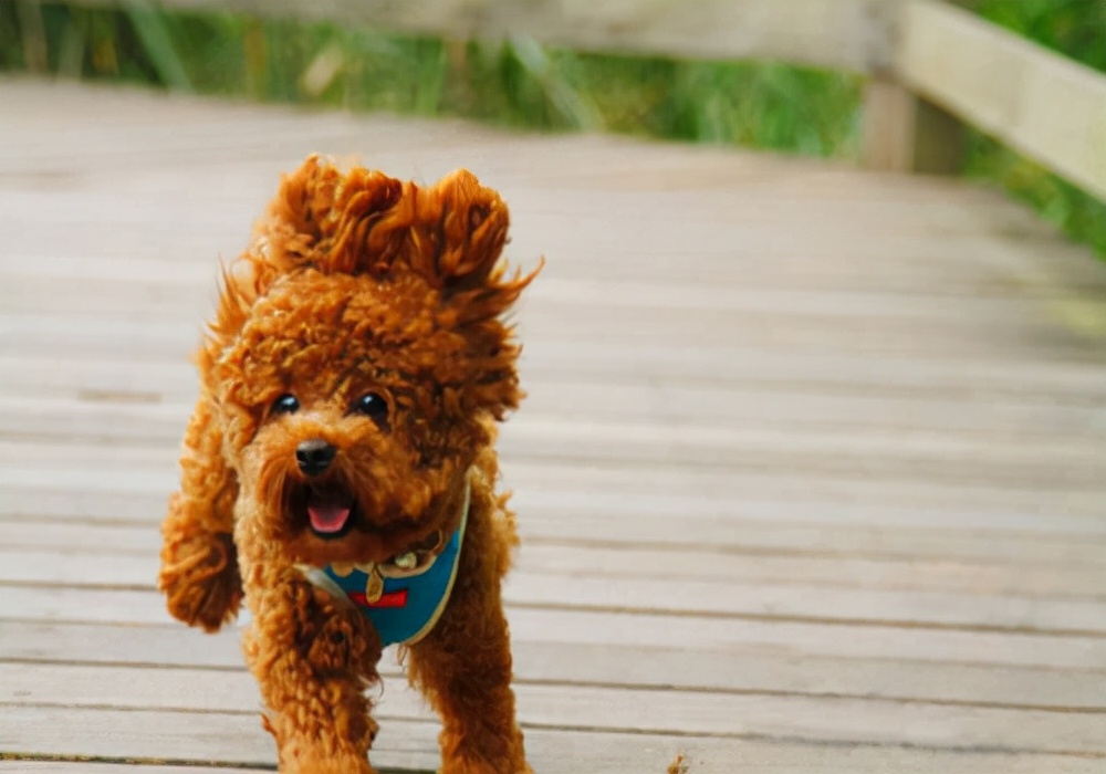 家有爱犬：泰迪几个月来例假，来之后怎么护理比较合适？