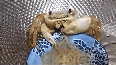 你不知道的13个螃蟹冷知识,螃蟹的冷知识有多可怕