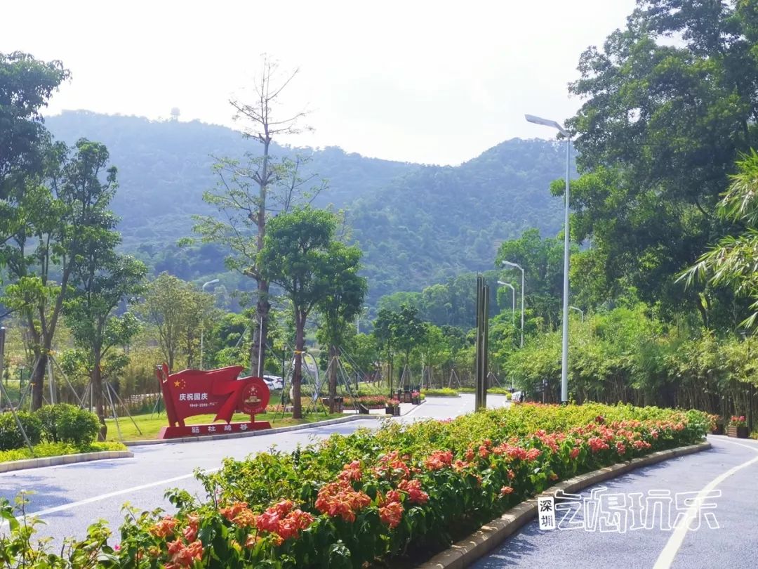 深圳最美簕杜鹃谷公园花海,宝安区花海赏花景点