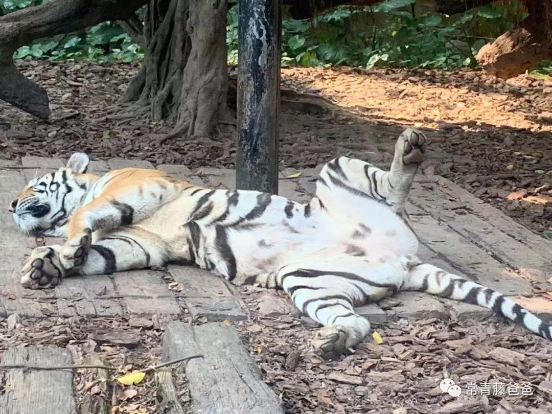 过年去珠海长隆海洋王国游玩攻略,广州长隆欢乐世界带娃一日游攻略