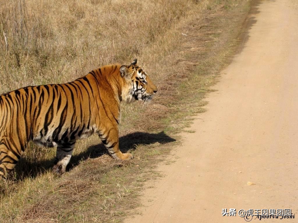 巴梅拉雄虎,传奇虎王战斗视频