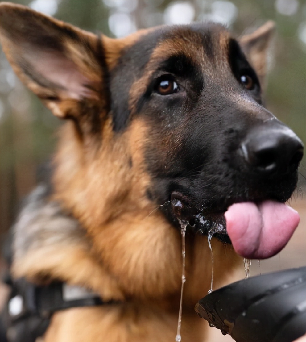 德国牧羊犬乱咬,边境牧羊犬挑食怎么办