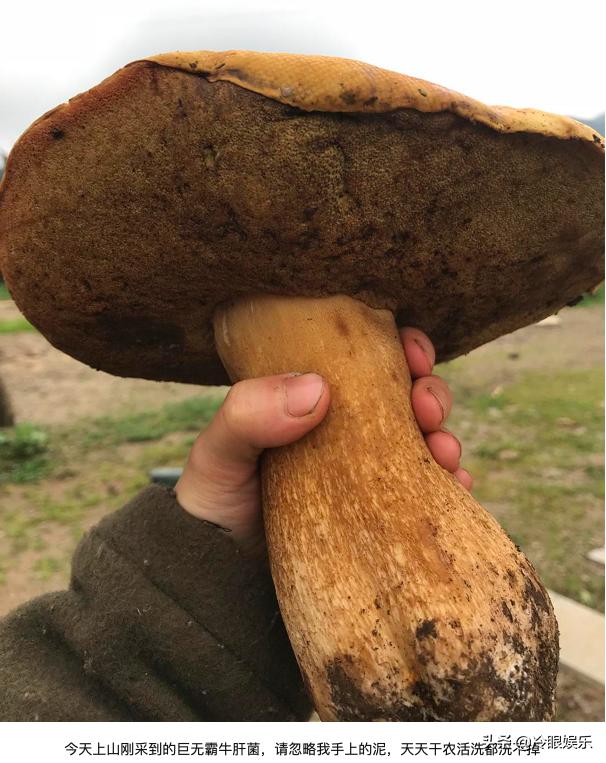 小动物永远都幸福,小动物长得最美也最可爱