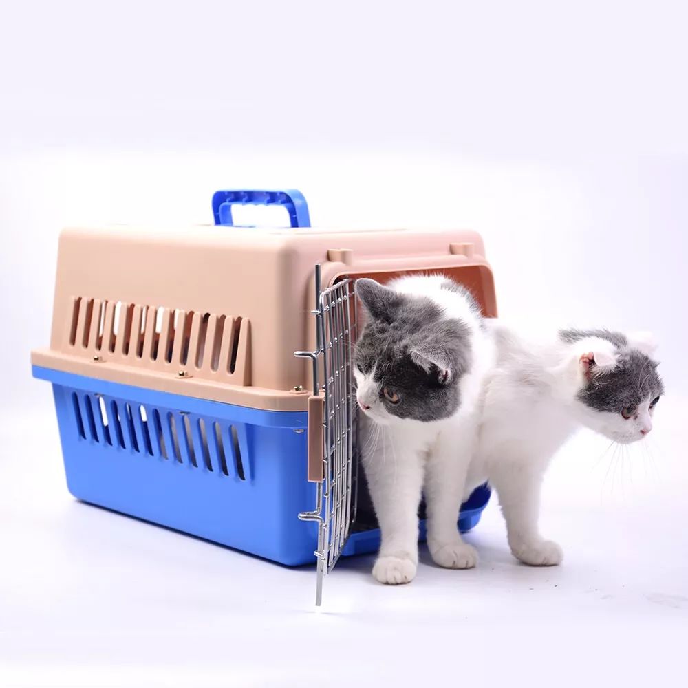 猫鼻支的症状和治疗方法,猫鼻支的症状及治疗方法