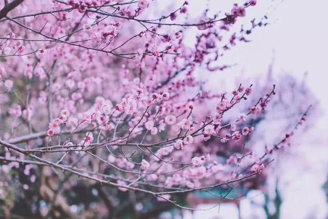 当没有了游客：威尼斯河水变清澈，武汉大学“网红”狐狸下山觅食