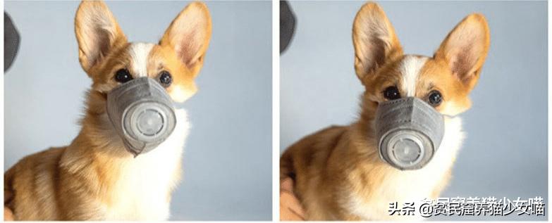 遛狗需要给狗戴口罩吗,疫情情况下遛狗需要给狗戴口罩吗