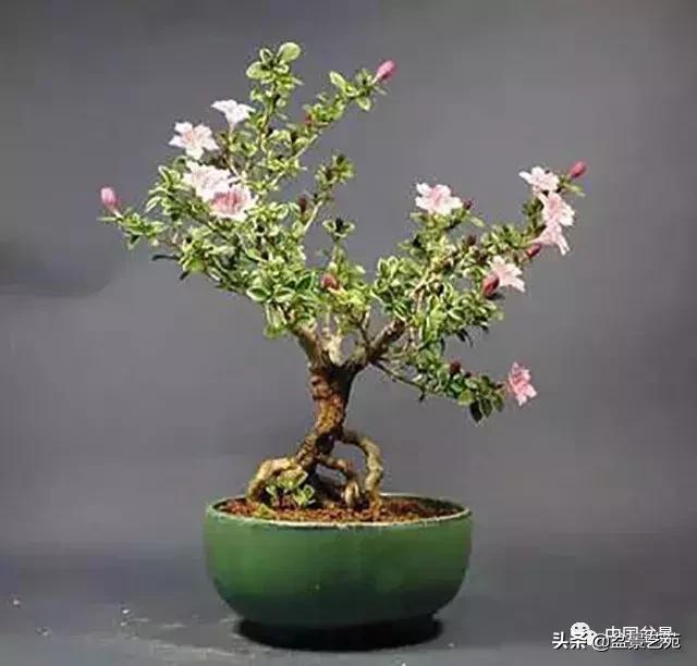 天生好养的36种盆景植物,好养的大盆景植物推荐