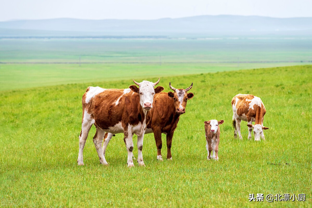 哪个地方的牛奶最好喝,全国牛奶哪个牌子好喝