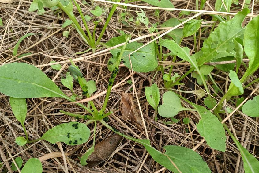 小白菜刚出苗就长虫怎么办,小白菜长虫子什么方法消灭