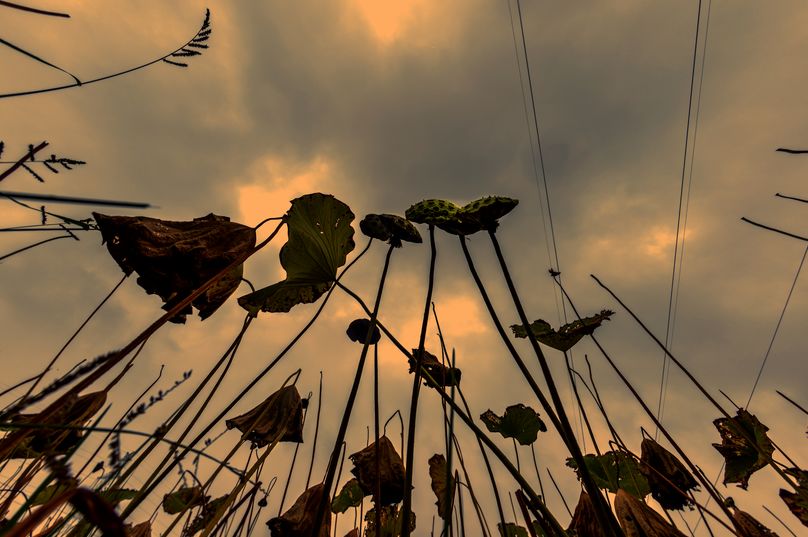 常德，那些惊艳夏日的荷花