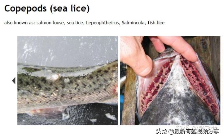 挪威三文鱼养殖环境恶劣纪录片,挪威三文鱼养殖环境恶劣新闻