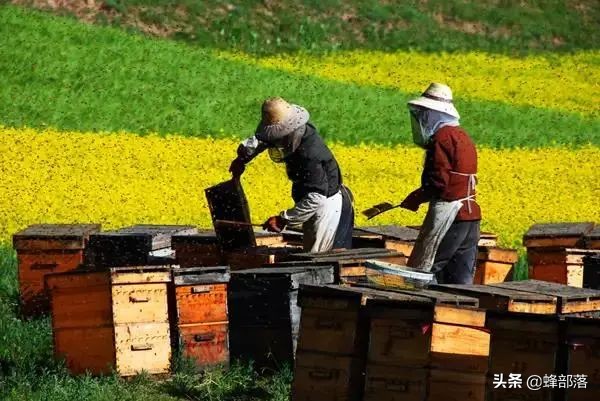 涔℃潙鎸叴铚滆渹鍙戝睍,铚滆渹鍔╁姏涔℃潙鎸叴