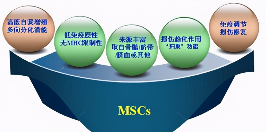脐带间充质干细胞能治什么病,人脐带间充质干细胞是什么