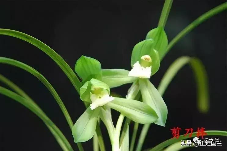 兰花知识大全100种,兰花鉴赏术语100条