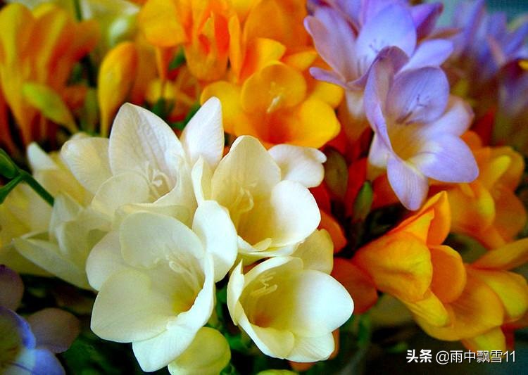 香雪兰花后怎么养？教你3种方法，明年依旧花开更艳丽