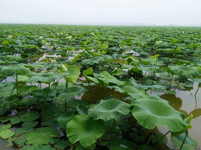 莲藕种植技术如何施肥,莲藕栽培技术和方法