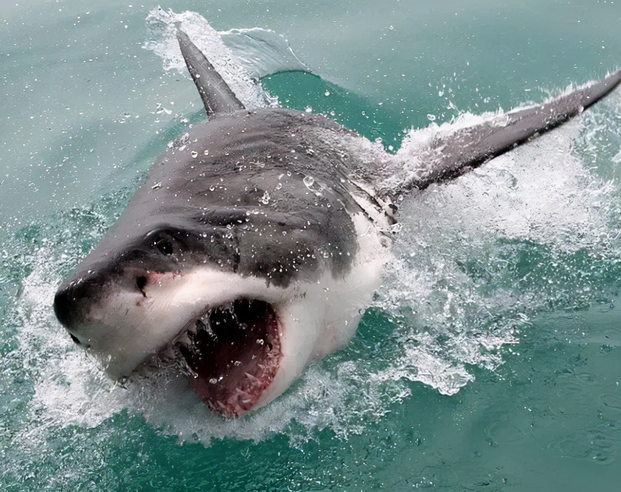 不小心被鲨鱼咬伤了该怎么办,潜水时被鲨鱼咬伤