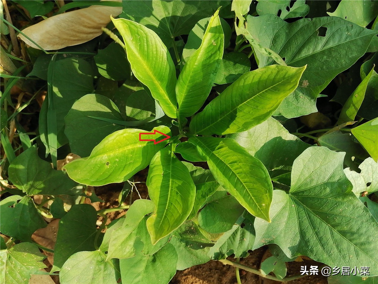 魔芋种植需要哪种营养素,魔芋是属于粮食还是蔬菜呢