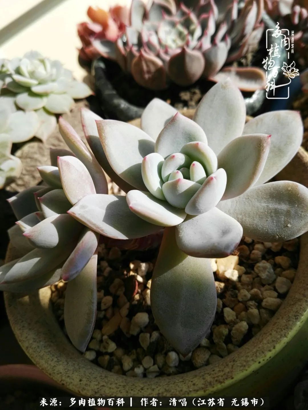 多肉植物百科好看又好养的多肉,喜欢多肉的朋友欢迎光临多肉园艺