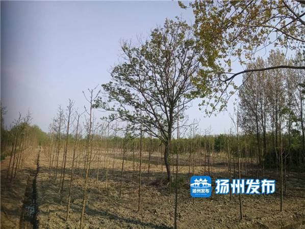 扬州北湖湿地公园什么时候开放,扬州绿杨湖湿地公园在哪里